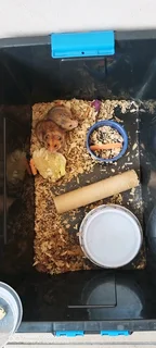 Teddy bear hamsters - Babies