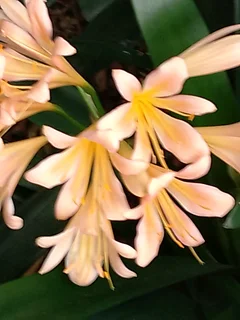 Clivias. Yellow flowering  age plants for sale.
