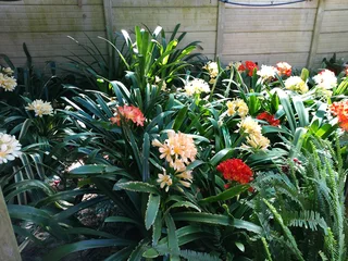 Clivias for sale in Hermanus