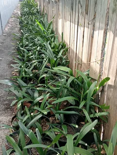 Clivia plants for sale in Hermanus