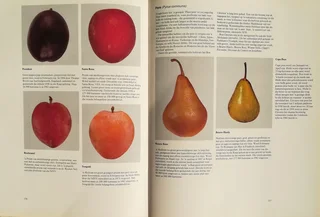 Boom van die lewe (Sagte Vrugte Raad) - Siegfried Stander