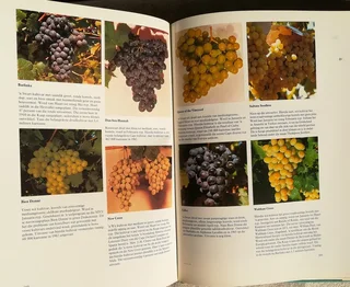 Boom van die lewe (Sagte Vrugte Raad) - Siegfried Stander