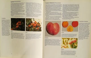 Boom van die lewe (Sagte Vrugte Raad) - Siegfried Stander