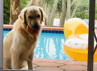 Swimming Pool Services