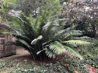 Sago Palms