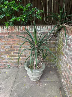 aloes - Ad posted by Lou