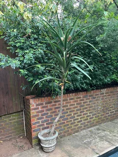 aloes - Ad posted by Lou