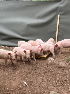 Piglets for sale