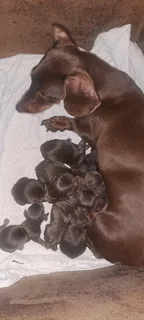 Daschund  puppies