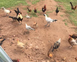 English Game Bantams