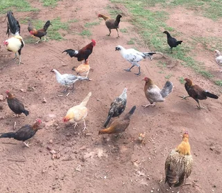 English Game Bantams