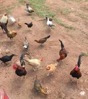 English Game Bantams