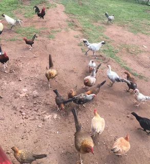 English Game Bantams