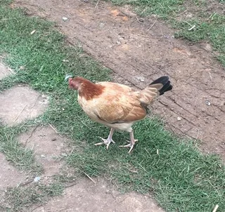 English Game Bantams