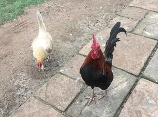 English Game Bantams