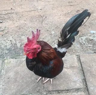 English Game Bantams