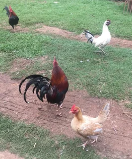 English Game Bantams