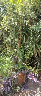 Large Round Pot with Std Variegated Ficus & Various Plants