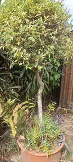 Large Round Pot with Std Variegated Ficus &amp; Various Plants