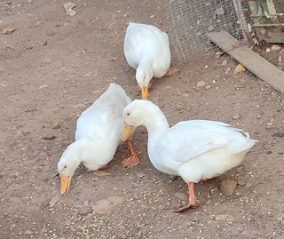 Pekin ducks