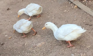 Pekin ducks
