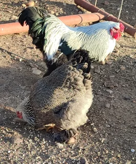 Silver partridge Brahma
