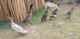 Runner Ducks