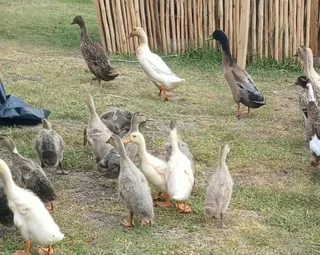 Runner Ducks