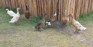 Runner Ducks