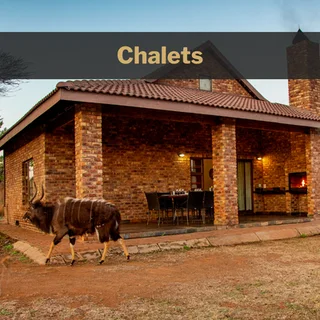 Recover from the Xmas madness with a calm bush break. 2 to 9 January 2026 at Sondela Nature Reserve