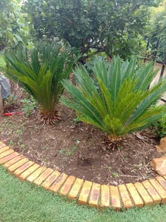 Two caycads  broodbome