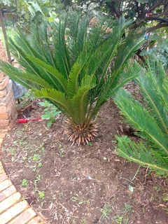 Two caycads  broodbome