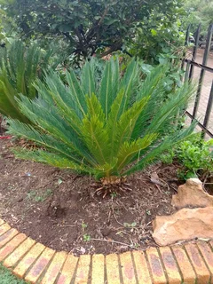 Two caycads  broodbome