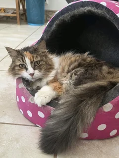 Beautiful female Senior cat very loving looking for a home