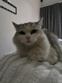 Loving Cat mix Persian looking for forever home