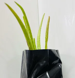 Aloe Vera Barbadensis Seedlings