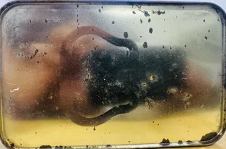 SHELL RIMULA X CAN-VINTAGE METAL OIL CAN