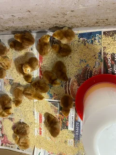 Red Rhode Island Chicks for Sale