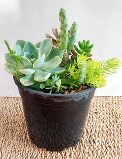 Variety Succulent Pots