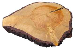 Natural Edge Tree Slice Coffee Table