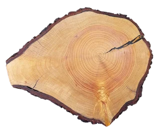 Natural Edge Tree Slice Coffee Table