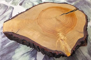 Natural Edge Tree Slice Coffee Table