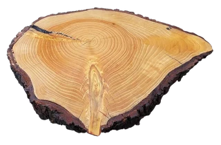 Natural Edge Tree Slice Coffee Table
