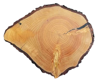 Natural Edge Tree Slice Coffee Table