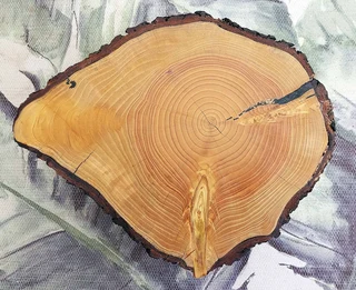 Natural Edge Tree Slice Coffee Table