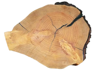 Natural Edge Tree Slice Coffee Table