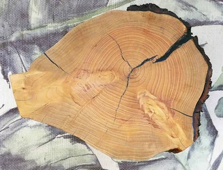 Natural Edge Tree Slice Coffee Table