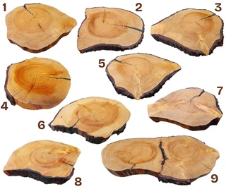 Natural Edge Tree Slice Coffee Table