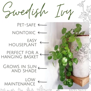 Swedish Ivy