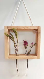 Propagation / Plant display kits